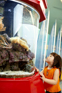 Child looking at fish tank