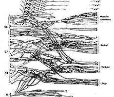 Microscopic anatomy of brachial plexus