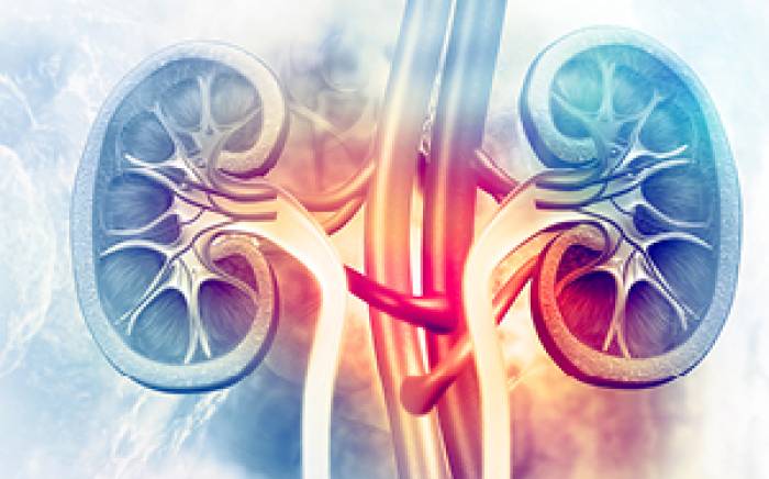 Kidney research backed by funding