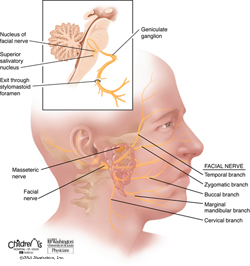 Facial nerve anatomy