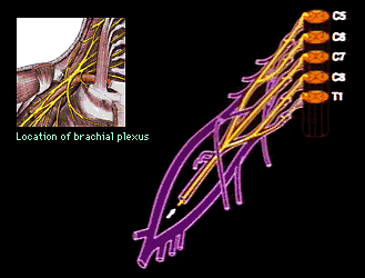 Anatomic Divisions of Brachial Plexus