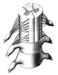 Nerve root diagram