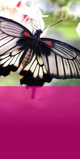 Pediatric Hospice and Palliative Care