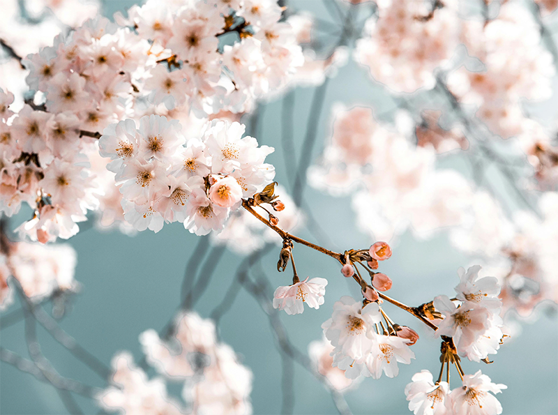 Cherry blossom tree branches