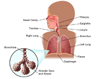 bronchiolitis