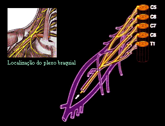Divisão anatômica do plexo braquial