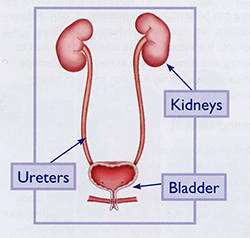 Urology illustration 