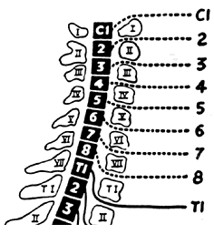 nerve root chart