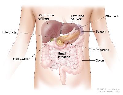 Learn the anatomy of the liver to understand pediatric liver cancer from St. Louis Children's Hospital.