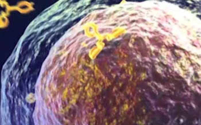 Medical Animation: Allergies