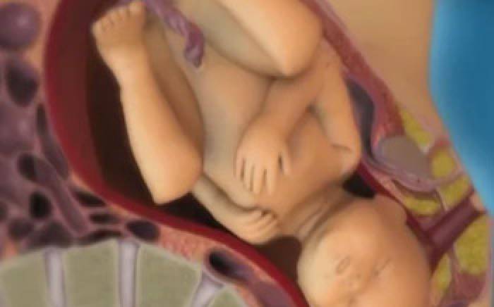 Medical Animation: Fetal Development