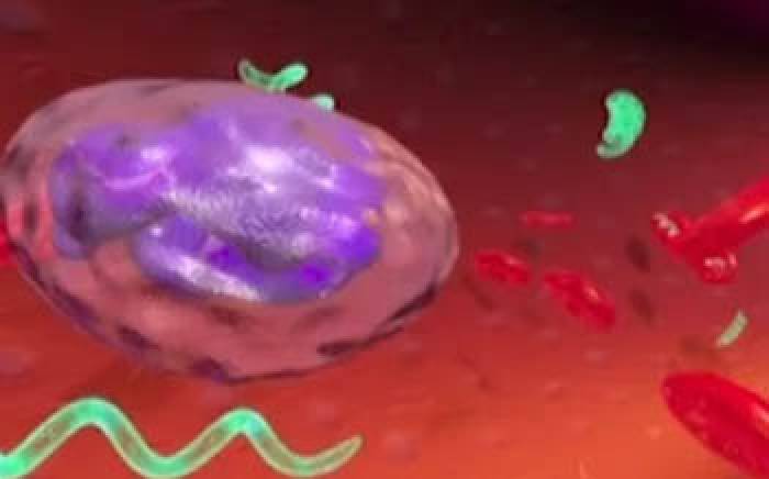 Medical Animation: Lyme Disease