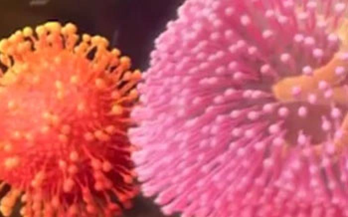 Medical Animation: Zika Virus