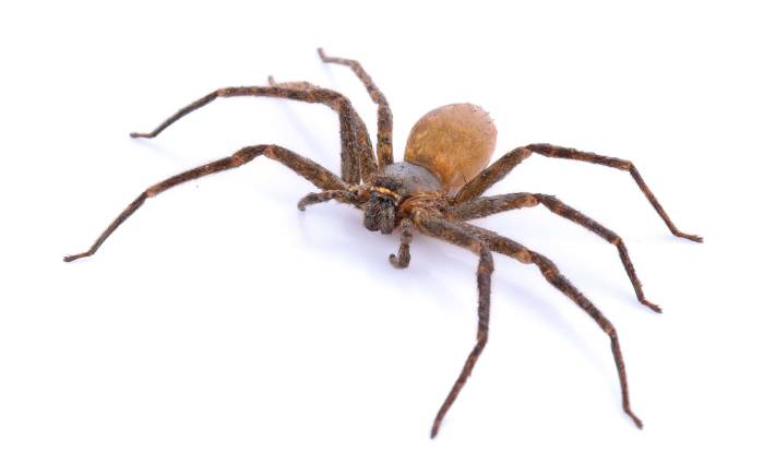 What You Need to Know about Brown Recluse Spider Bites