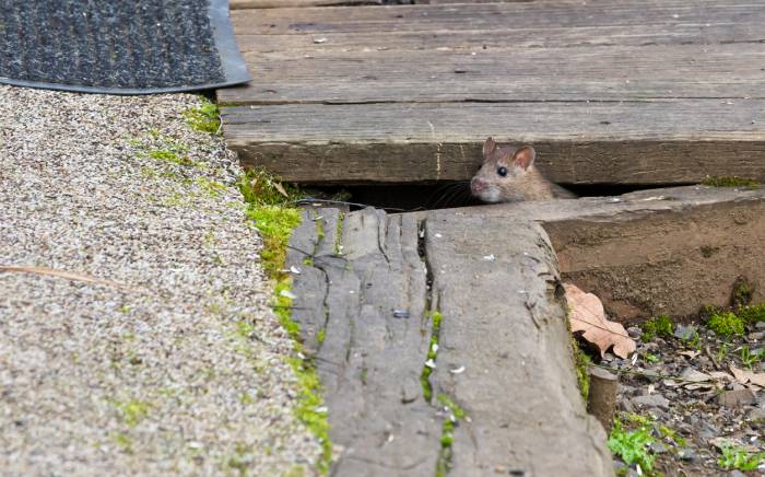 Rodents & Children: The Medical Risks of Mice & Rats