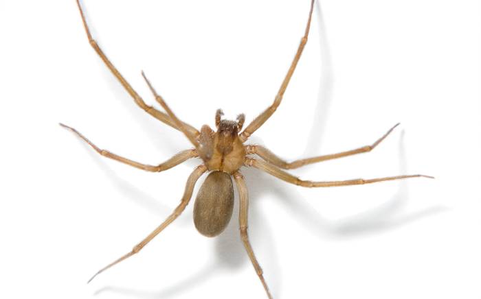 Brown Recluse Spider Bites – Signs & Symptoms